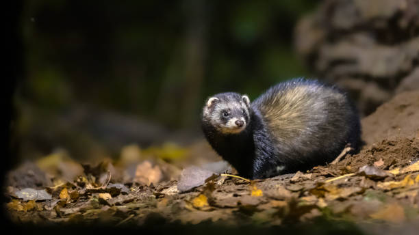 Polecat in forest at night European polecat (Mustela putorius) in forest in natural environment in darkness at night. Netherlands. polecat stock pictures, royalty-free photos & images