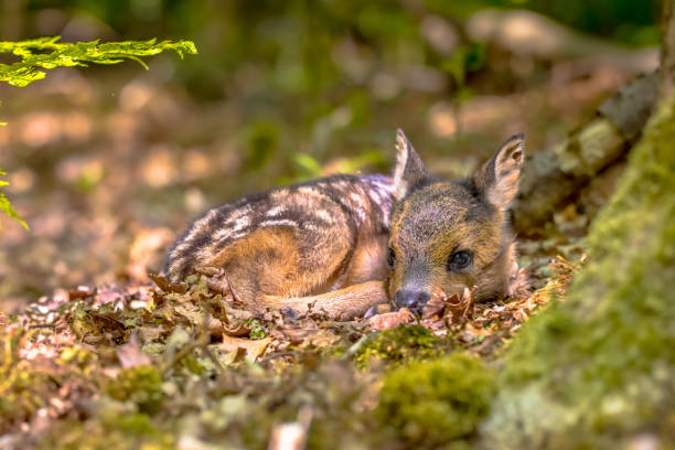 Adorable roe deer fawn in forest Adorable roe deer fawn (Capreolus capreolus) resting in reliance of camouflage in forest. Friesland, Netherlands. Wildlife scene in nature of Europe. fawn young deer stock pictures, royalty-free photos & images