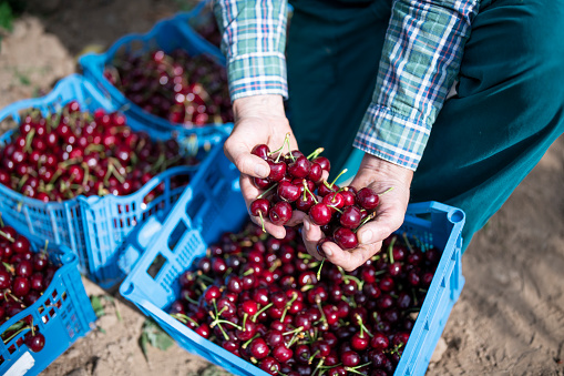 Close-up shot of unrecognizable farmer hands holding cherries.