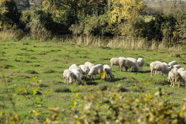 istock Rural landscape with lamb and sheep grazing 1302634355