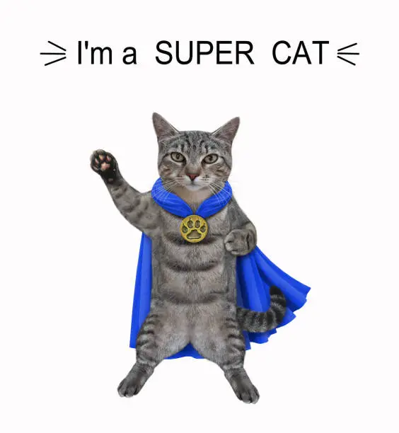 A gray cat dressed in a blue cloak. I'm a super cat. White background. Isolated.