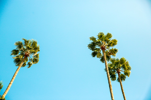 Clear blue sky with palm trees