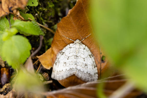 The male black arches or nun moth (Lymantria monacha) sitting on a leaf - It is considered a forest pest and harms trees, especially pines The photo was made during a hike in the Bavarian Alps - Germany. forest dieback stock pictures, royalty-free photos & images