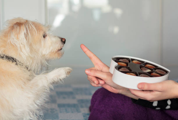 cane che dà zampa chiedendo cioccolato - flirting humor valentines day love foto e immagini stock