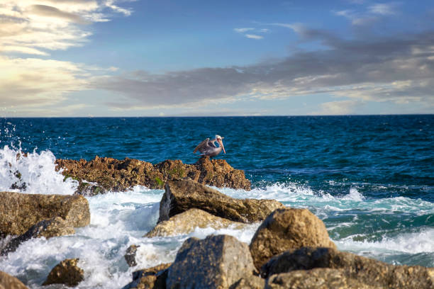 Pelican resting on the rugged coastline of the Sea of Cortez in Los Cabos, Mexico
