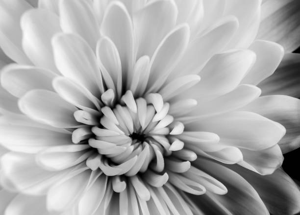 istock Blooming Chrysanthemum Flower 1302637534