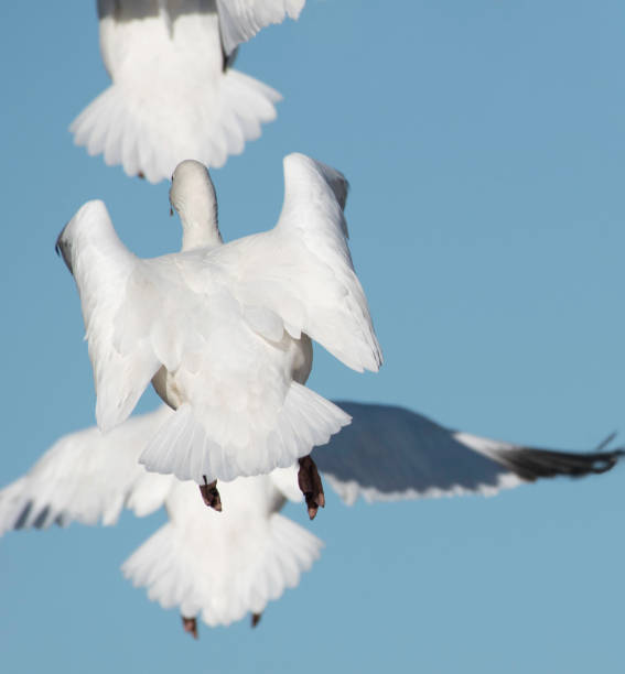 istock Behind the Flying Snow Goose 1302637584
