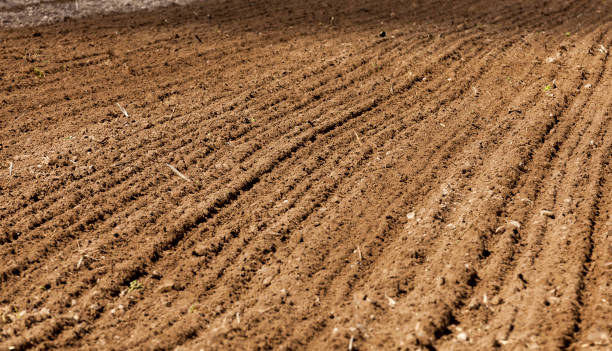 istock agricultural field sown with grain in spring or summer 1302637650