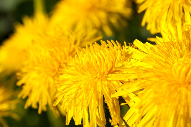 istock details of yellow fresh dandelions 1302637709