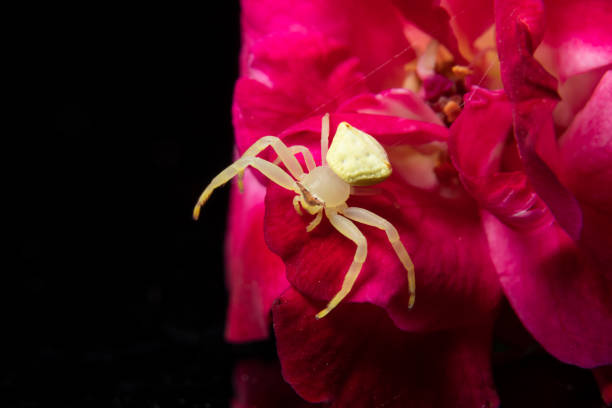 Green Crab Spider on a red Rose