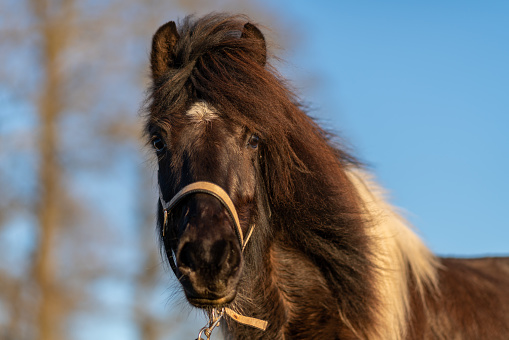 Portrait of a beautiful black and white colored Icelandic horse glowing in spring sunlight