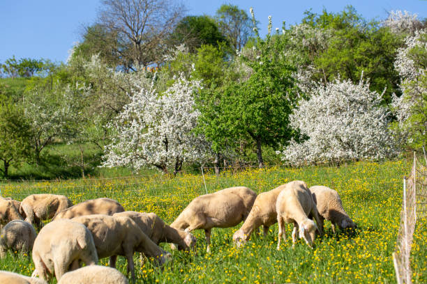 istock Sheep in spring in the pasture 1302638490