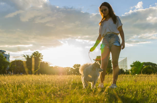 istock Young beautiful woman playing with German Spitz dog 1302638923