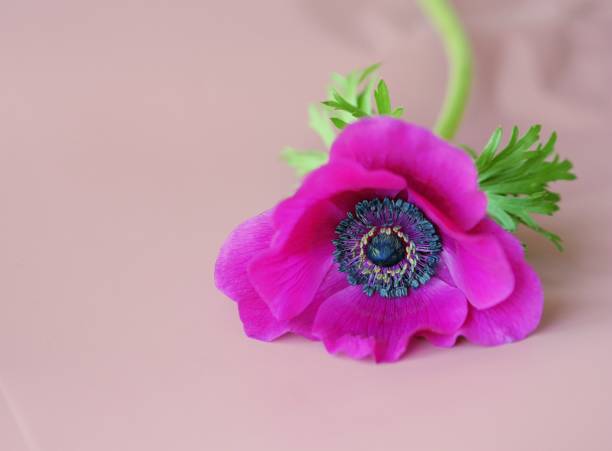 istock purple anemon flower on dust pink background 1302639564