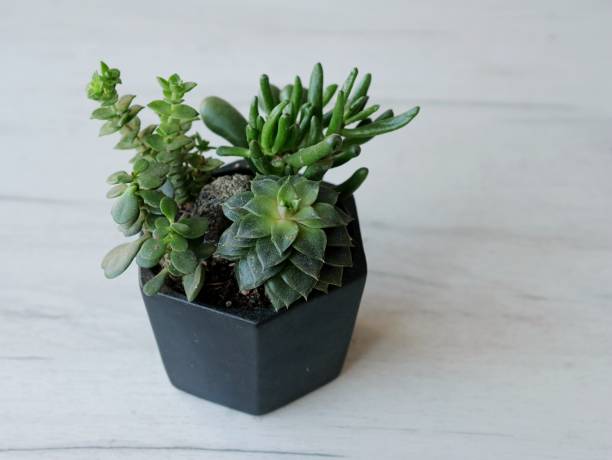istock succulent compositing in black pot on wooden background 1302639575
