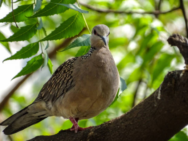 istock THE SPOTTED DOVE ON THE TREE 1302639626