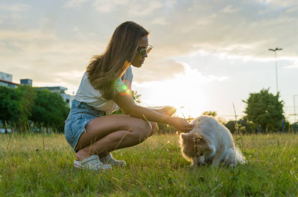 istock Young beautiful woman playing with German Spitz dog 1302639697