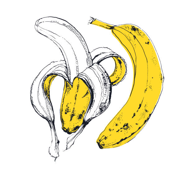 ilustrações, clipart, desenhos animados e ícones de frutas de banana amarela, desenhos de tinta - banana peeled banana peel white background