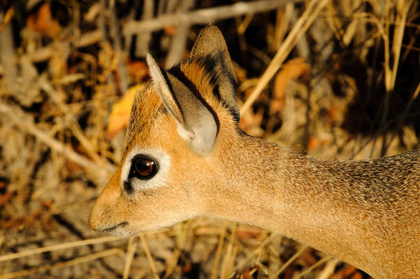 Young Damara dik dik portrait