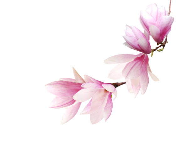istock magnolia flower spring branch isolated on white background 1302639989
