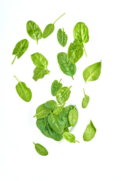 istock Green spinach leaves flying on white, fresh salad in motion, vegetables levitation concept, isolated 1302640735