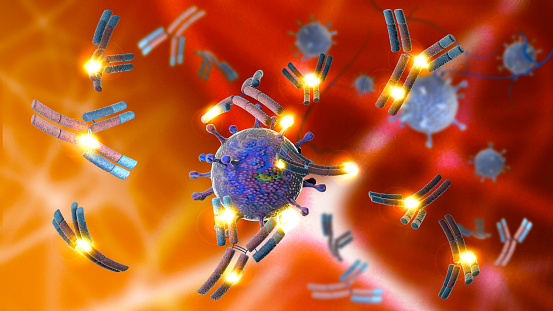 Un anticuerpo monoclonal es un anticuerpo hecho por clonación de un glóbulo blanco único. Coronavirus photo