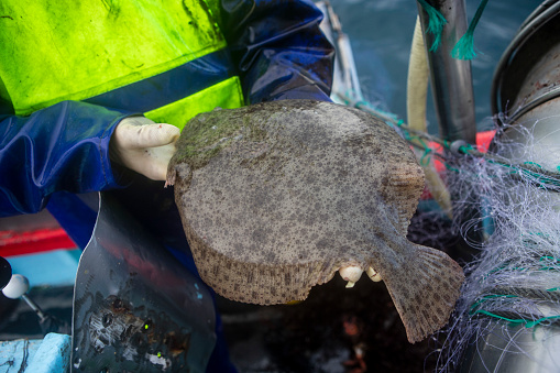 A turbot fish caught in the sea of Galicia