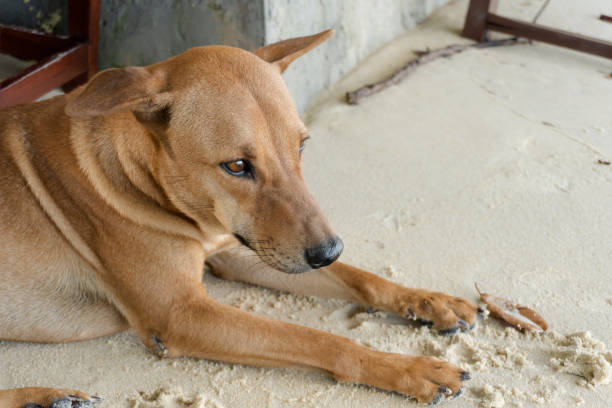 istock Close up a brown dog lying on the sandy beach. 1302642770