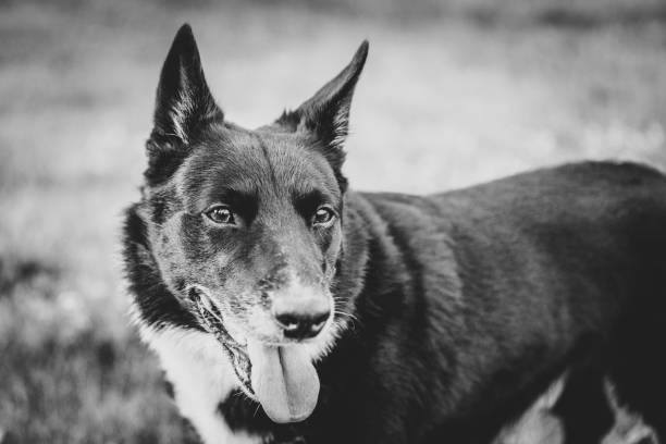 istock A border Collie in black and white 1302642910