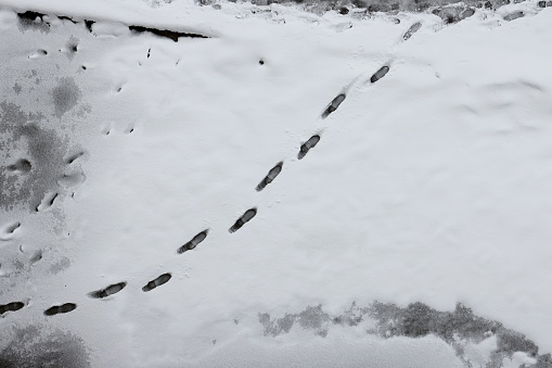 Footprints in the snow field