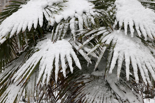 Palm Tree In Snow
