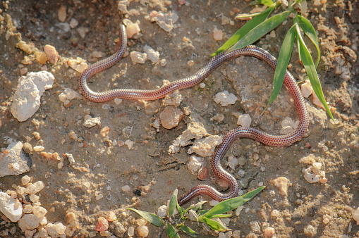 Two Step Threadsnake Damara Threadsnake Stock Photo - Download Image Now - Animal, Animals ...
