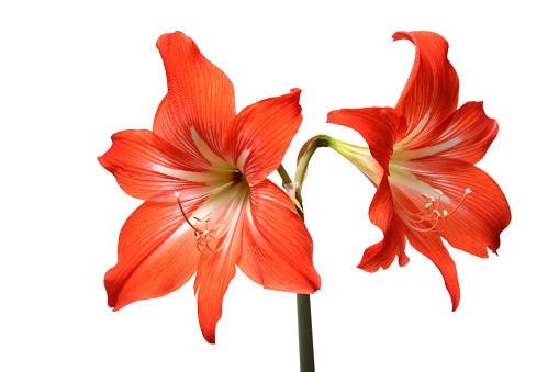 Closeup of a red Amaryllis flower in full bloom.