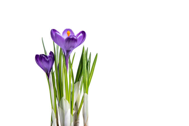 istock Purple saffron flowers isolated on white background. 1302645581