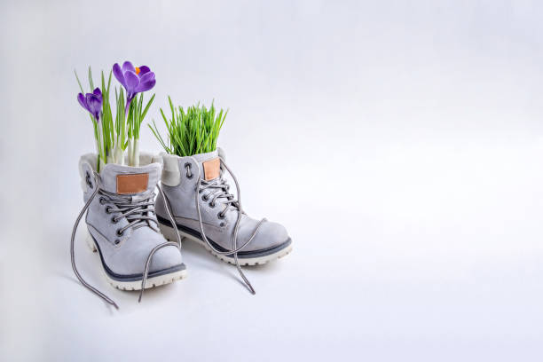 istock Purple crocuses and green grass in a gray boots on a white background. 1302645604