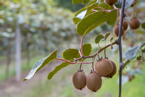 Orchard with kiwi in Marche, Central Italy