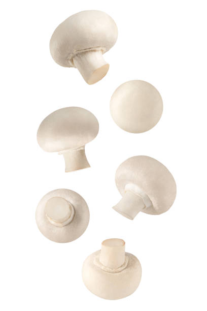 fliegende frische champignon pilze auf weißem hintergrund - champignon stock-fotos und bilder
