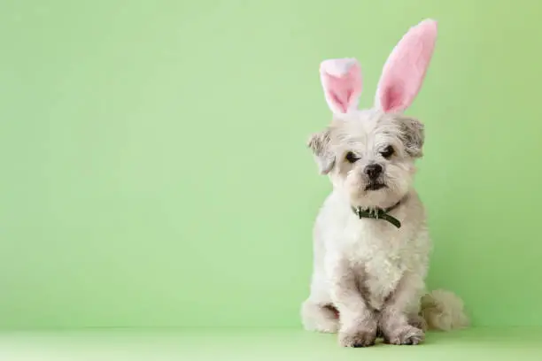 Photo of Lhasa apso wearing Easter costume