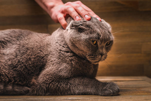 istock Grey Scottish fold cat on wooden background 1302651932