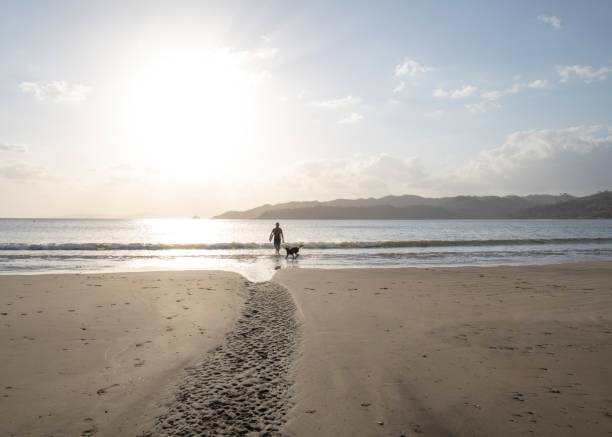 istock Man and dog walk down sandy beach at sunrise 1302651984
