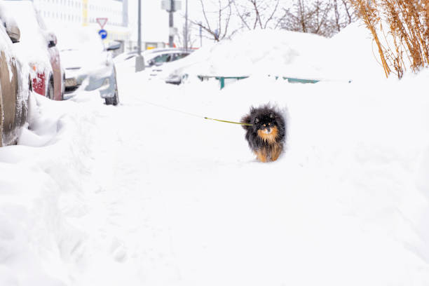 istock a small dog is walked in severe frost and snow. 1302651998