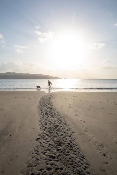 istock Man and dog walk down sandy beach at sunrise 1302652393