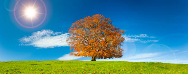 istock single big beech tree at autumn in meadow 1302652519