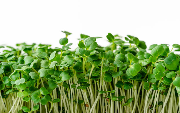 brotes de microgreen de rúcula aislados sobre fondo blanco. primer plano, copiar espacio - cress fotografías e imágenes de stock