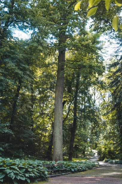 istock Bottom view to the tree top of a huge Plane tree 1302653902