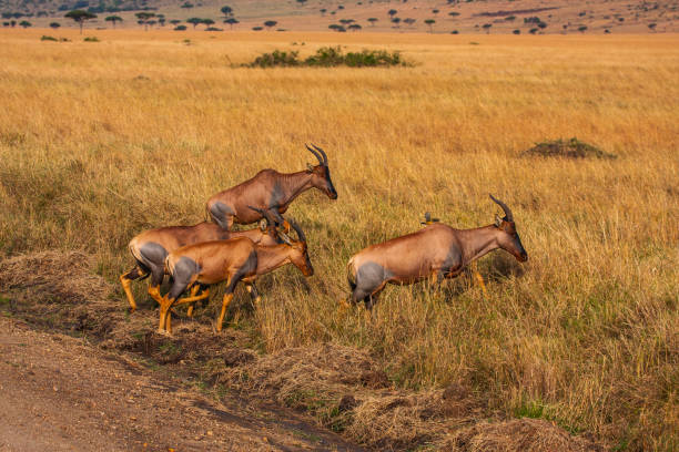 manada de antílope topi - masai mara national reserve masai mara topi antelope fotografías e imágenes de stock