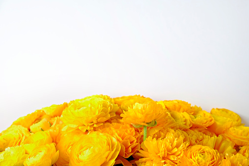 Macro shot of beautiful bouquet of yellow ranunculus flowers with visible petal texture structure. Close up composition with bright patterns of flower buds with a lot of copy space for text. Top view.