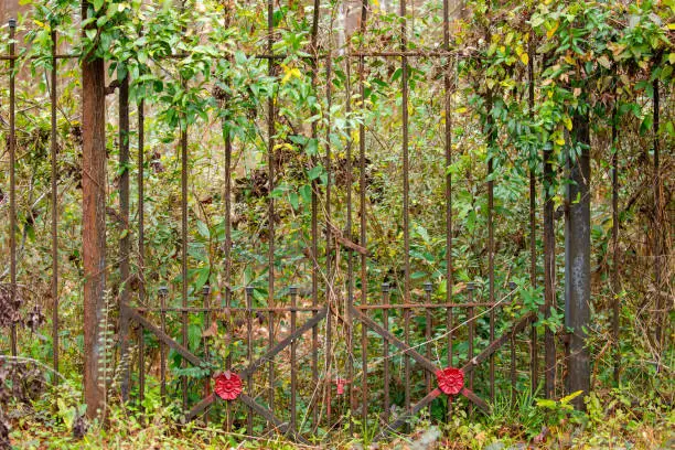 An overgrown iron gate with red spraypainted flower shapes attached