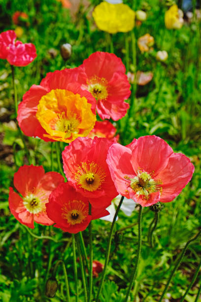 flores de la temporada de primavera. - poppy pink close up cut flowers fotografías e imágenes de stock