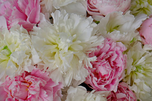 istock Spring season flowers. 1302656125
